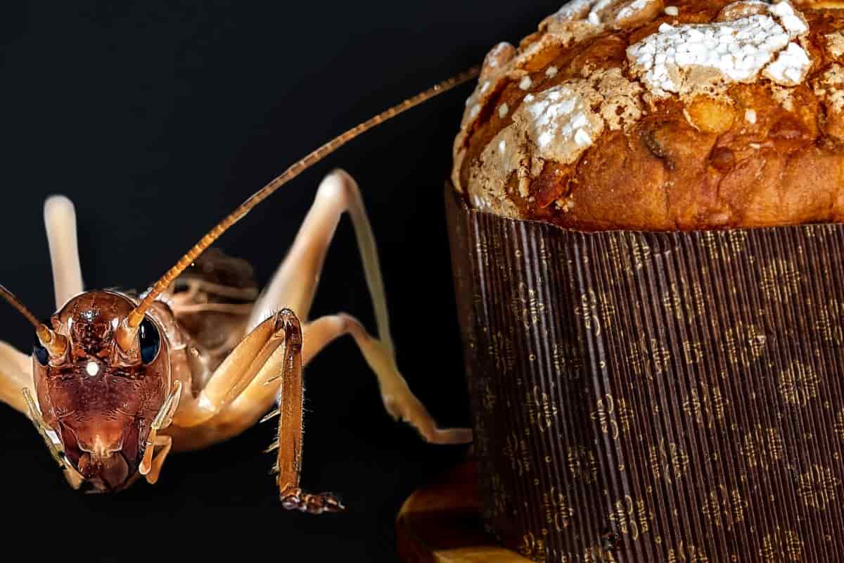 Un panettone ed un grillo