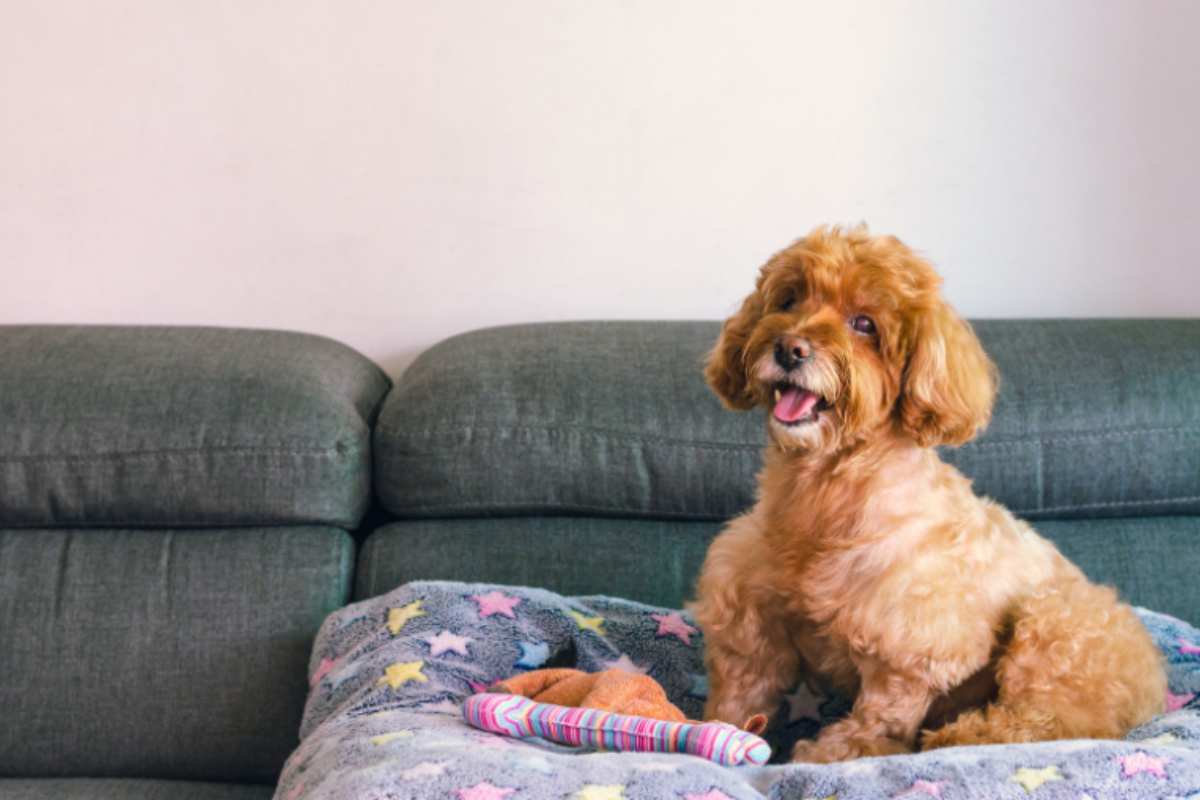 cucciolo di cane