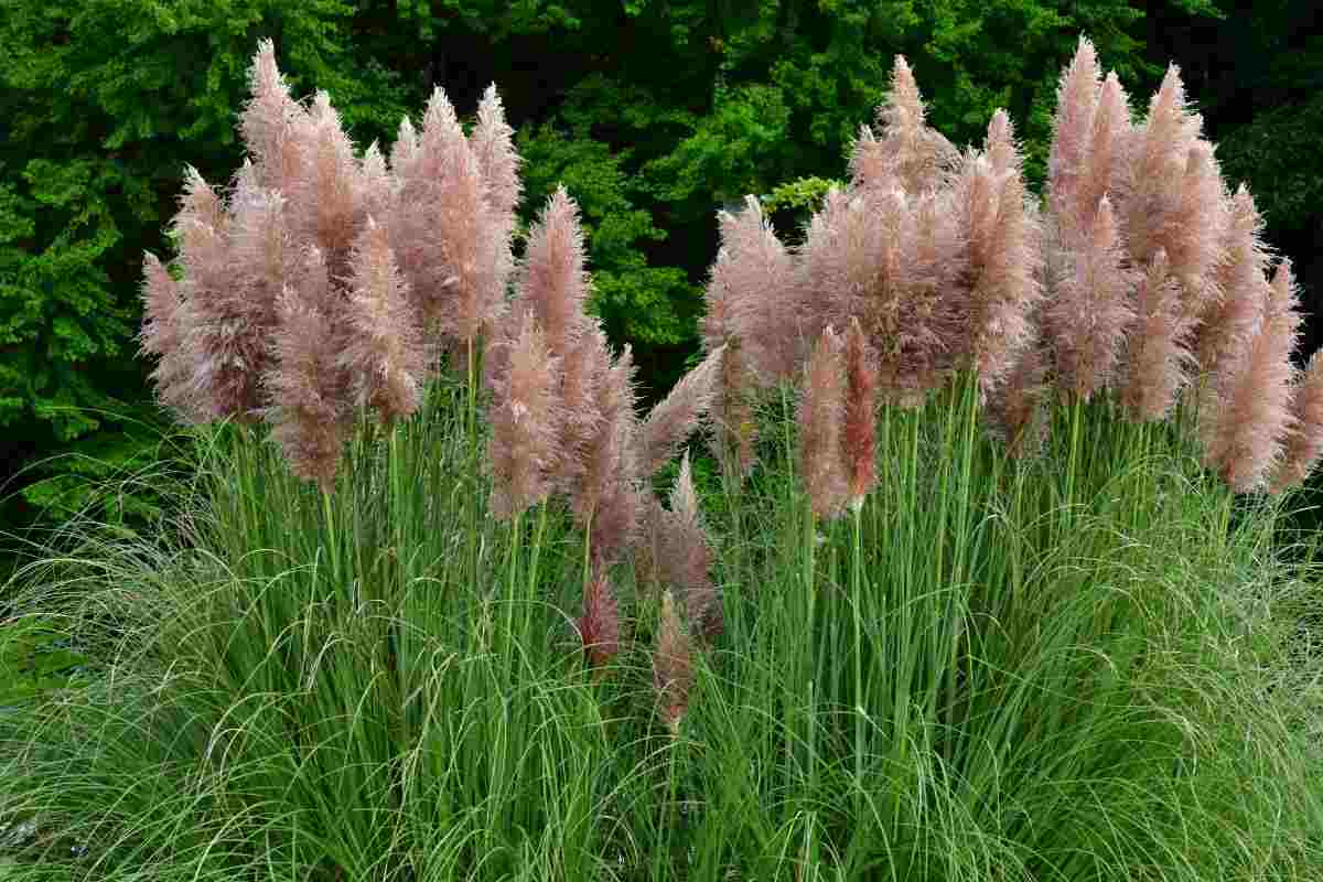 Cortaderia selloana in giardino