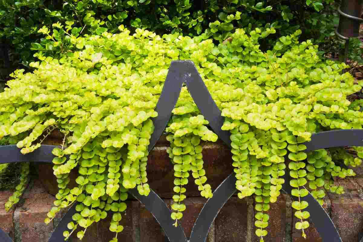 Creeping Jenny coltivato in vaso