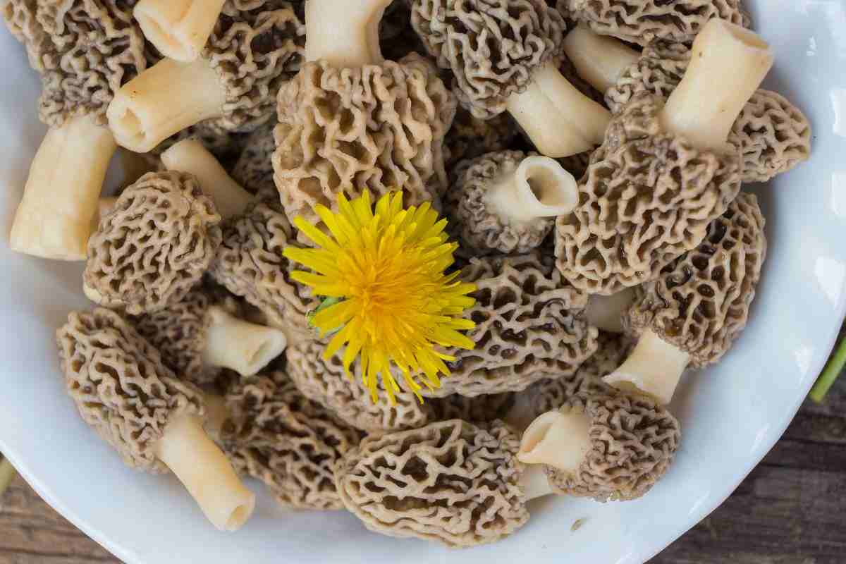 I funghi Morchella elata nel piatto