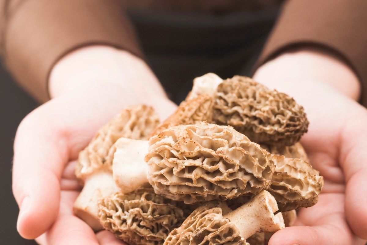 Raccolto di una particolare varietà di funghi