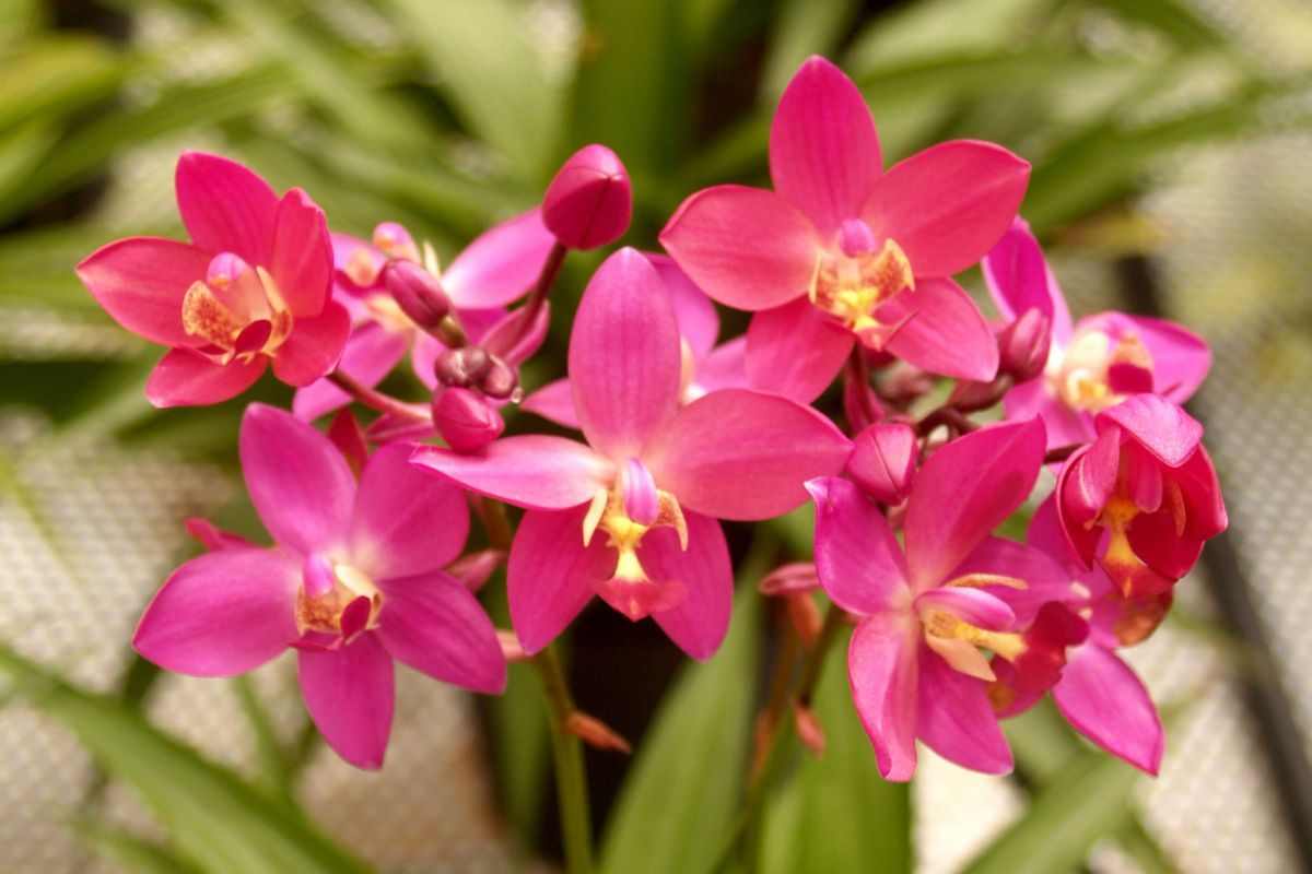 orchidea